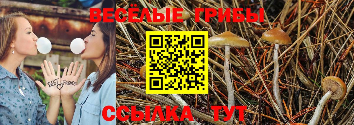 Псилоцибиновые грибы GOLDEN TEACHER Георгиевск