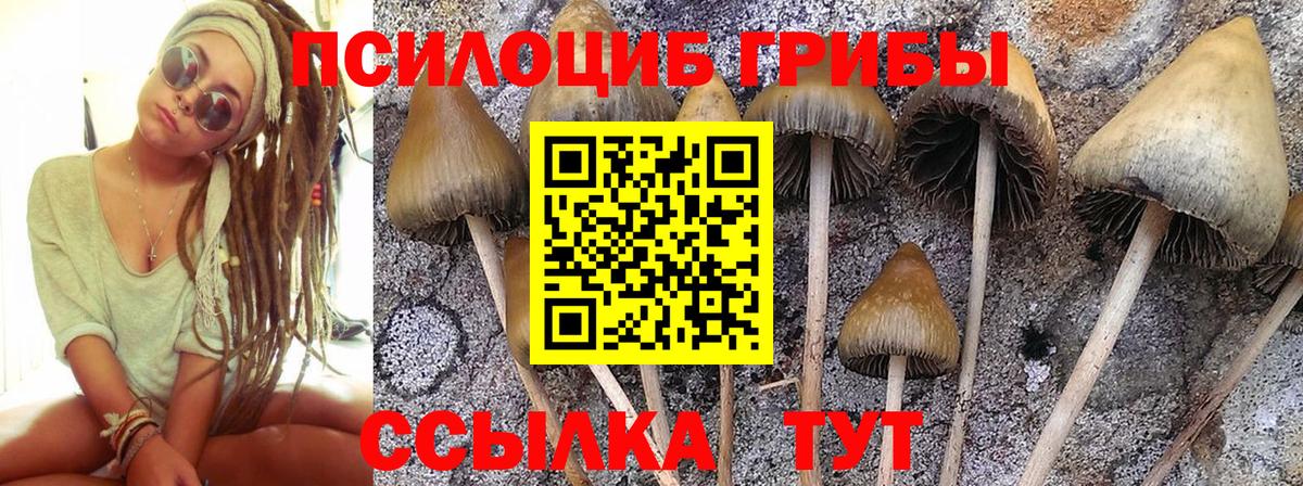 Псилоцибиновые грибы Psilocybe  Вход с VPN  Псилоцибиновые грибы GOLDEN TEACHER  Георгиевск 